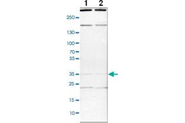 anti-SYF2 Homolog, RNA Splicing Factor (SYF2) antibody