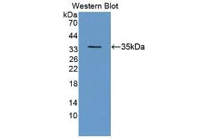 Image no. 1 for anti-Geminin, DNA Replication Inhibitor (GMNN) (AA 8-206) antibody (ABIN5013598)