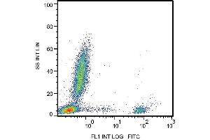 Image no. 2 for anti-Membrane-Spanning 4-Domains, Subfamily A, Member 1 (MS4A1) antibody (FITC) (ABIN559682)