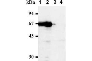Image no. 1 for anti-Cell Division Cycle 7 (CDC7) antibody (ABIN487481)