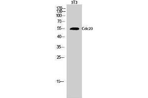 Image no. 1 for anti-Cell Division Cycle 20 Homolog (S. Cerevisiae) (CDC20) (Internal Region) antibody (ABIN3183799)