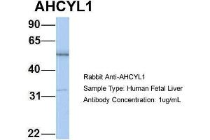 Image no. 2 for anti-Adenosylhomocysteinase-Like 1 (AHCYL1) (N-Term) antibody (ABIN1449818)
