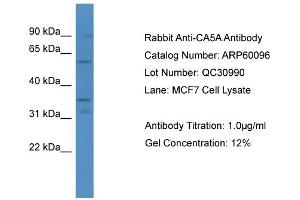 Image no. 1 for anti-Carbonic Anhydrase VA (CA5A) (C-Term) antibody (ABIN2788330)