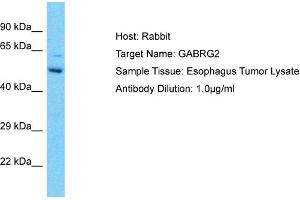 Image no. 1 for anti-gamma-aminobutyric Acid (GABA) A Receptor, gamma 2 (GABRG2) (N-Term) antibody (ABIN2774674)