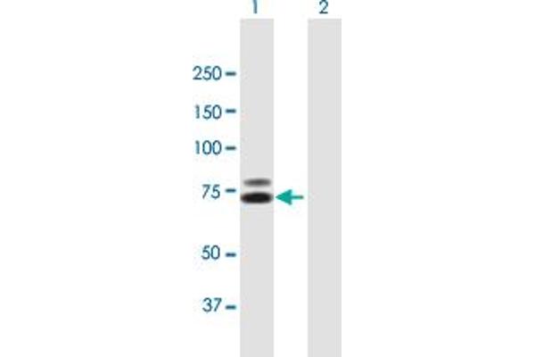 TDRD3 antibody  (AA 1-651)