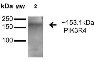 Image no. 2 for anti-Phosphoinositide 3-kinase Regulatory Subunit 4 (PIK3R4) (AA 1314-1325) antibody (HRP) (ABIN5066312)