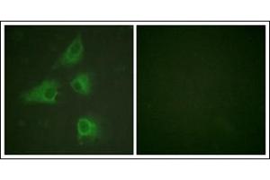 Image no. 1 for anti-Dihydropyrimidinase-Like 2 (DPYSL2) (C-Term) antibody (ABIN784201)