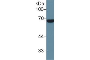 Image no. 2 for anti-Alkaline Phosphatase, Placental-Like 2 (ALPPL2) (AA 20-333) antibody (ABIN1077766)