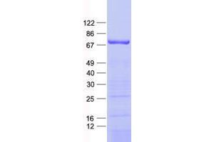 ZNF549 Protein (His tag)