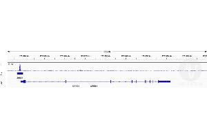 Image no. 2 for anti-Transcription Factor 7-Like 2 (T-Cell Specific, HMG-Box) (TCF7L2) antibody (ABIN6945139)