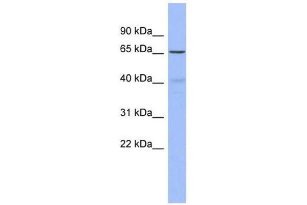 FZD2 antibody  (N-Term)