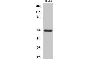 Image no. 1 for anti-G Protein-Coupled Receptor 19 (GPR19) (C-Term) antibody (ABIN3184887)