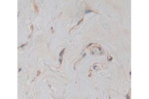 Image no. 3 for anti-Hephaestin (HEPH) (AA 24-366) antibody (ABIN1868354)