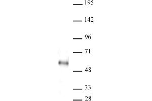 Image no. 1 for anti-MYC-Associated Zinc Finger Protein (Purine-Binding Transcription Factor) (MAZ) antibody (ABIN6972311)