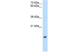 anti-NADH Dehydrogenase (Ubiquinone) 1 beta Subcomplex, 5, 16kDa (NDUFB5) (Middle Region) antibody
