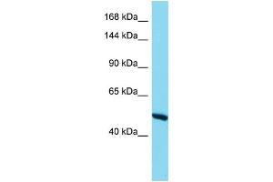 Image no. 1 for anti-RNA Binding Motif Protein 6 (RBM6) (C-Term) antibody (ABIN2779798)