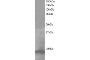 Image no. 2 for anti-Pallidin Homolog (PLDN) (C-Term) antibody (ABIN184993)