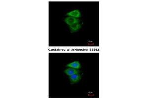 ICC/IF Image Immunofluorescence analysis of paraformaldehyde-fixed A549, using eIF2 alpha, antibody at 1:200 dilution.