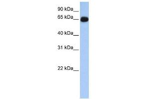 Image no. 1 for anti-Aminolevulinate, delta-, Synthase 1 (ALAS1) (N-Term) antibody (ABIN631001)