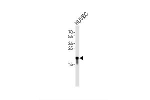 Image no. 1 for anti-Claudin 3 (CLDN3) antibody (ABIN1944958)