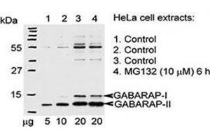 Western blot testing of GABARAP antibody and Hela cells treated with 26S proteasome complex blocker MG132.