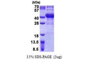 Image no. 1 for POU Class 6 Homeobox 1 (POU6F1) (AA 1-301) protein (His tag) (ABIN5853001)