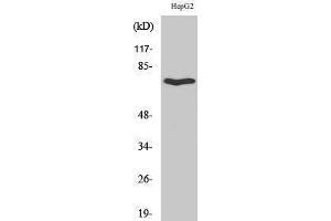 Image no. 1 for anti-Hypocretin (Orexin) Receptor 2 (HCRTR2) (C-Term) antibody (ABIN3186225)