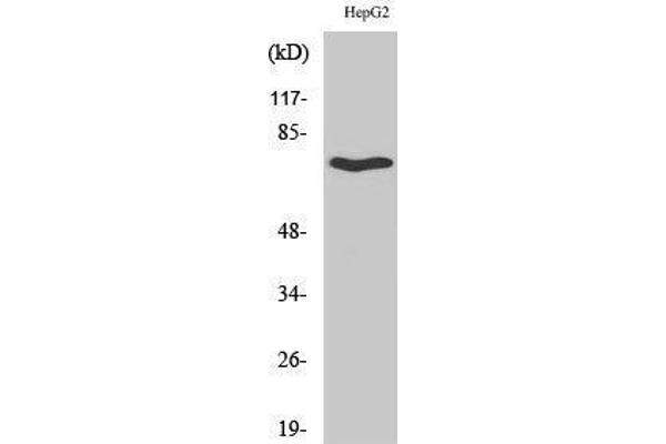 anti-Hypocretin (Orexin) Receptor 2 (HCRTR2) (C-Term) antibody