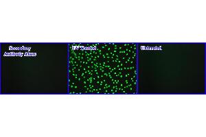 Immunofluorescence (IF) image for Cellular UV-Induced DNA Damage ELISA Kit (ABIN2344977)