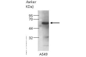 Image no. 2 for anti-Karyopherin (Importin) alpha 4 (KPNA4) (C-Term) antibody (ABIN2856326)