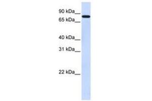Image no. 1 for anti-Zinc Finger Protein 287 (ZNF287) (N-Term) antibody (ABIN6740602)