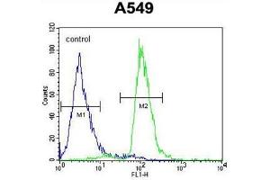 Image no. 2 for anti-PARP1 Binding Protein (PARPBP) (AA 529-558), (C-Term) antibody (ABIN950735)