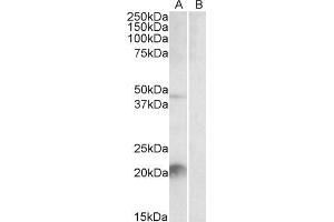 Image no. 1 for anti-Kallikrein 6 (KLK6) (C-Term) antibody (ABIN570973)