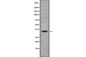 Image no. 2 for anti-Olfactory Receptor, Family 10, Subfamily Q, Member 1 (OR10Q1) (C-Term) antibody (ABIN6259512)