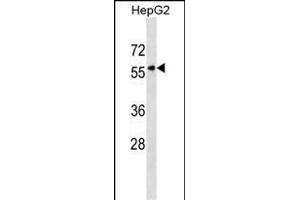KPNA5 Antibody (N-term) (ABIN1538900 and ABIN2838187) western blot analysis in HepG2 cell line lysates (35 μg/lane).