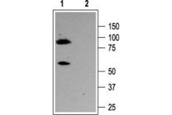 anti-Potassium Voltage-Gated Channel, KQT-Like Subfamily, Member 3 (KCNQ3) (AA 668-686), (C-Term), (Intracellular) antibody