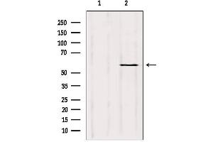 Image no. 1 for anti-Cytochrome P450, Family 3, Subfamily A, Polypeptide 4 (CYP3A4) antibody (ABIN6258075)
