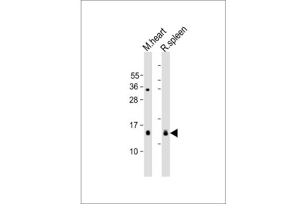 YPEL3 antibody  (AA 69-101)