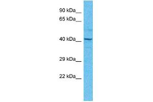 Image no. 1 for anti-TEA Domain Family Member 4 (TEAD4) (N-Term) antibody (ABIN2780490)