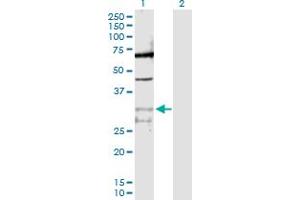 Western Blot analysis of PPIE expression in transfected 293T cell line by PPIE MaxPab polyclonal antibody.