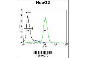 Image no. 1 for anti-S100 Calcium Binding Protein Z (S100Z) (AA 1-30), (N-Term) antibody (ABIN654583)
