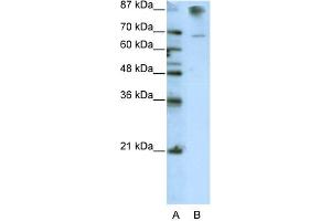HKR1 Antikörper  (C-Term)