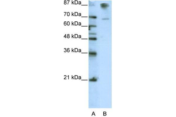 HKR1 Antikörper  (C-Term)