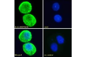 Image no. 1 for anti-Adenosine A2a Receptor (ADORA2A) (C-Term) antibody (ABIN185549)