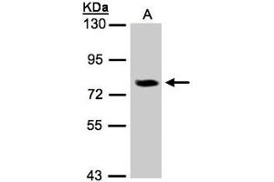 Image no. 2 for anti-Interleukin 17 Receptor D (IL17RD) (AA 286-501) antibody (ABIN467484)