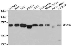 Image no. 1 for anti-serine/arginine-Rich Splicing Factor 3 (SRSF3) antibody (ABIN6148465)