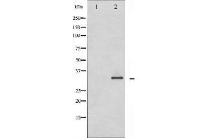 Image no. 2 for anti-Caspase 3 (CASP3) (pSer150) antibody (ABIN6254994)