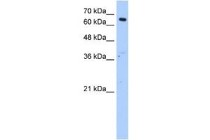 Image no. 1 for anti-Fatty Acyl CoA Reductase 1 (FAR1) (N-Term) antibody (ABIN630402)