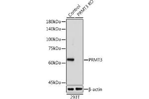 Western blot analysis of extracts from normal (control) and PRMT3 Rabbit pAb knockout (KO) 293T cells, using PRMT3 Rabbit pAb antibody (ABIN6129634, ABIN6146229, ABIN6146230 and ABIN6216919) at 1:1000 dilution.