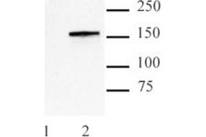 Image no. 1 for anti-CRISPR-Cas9 (N-Term) antibody (ABIN6971496)